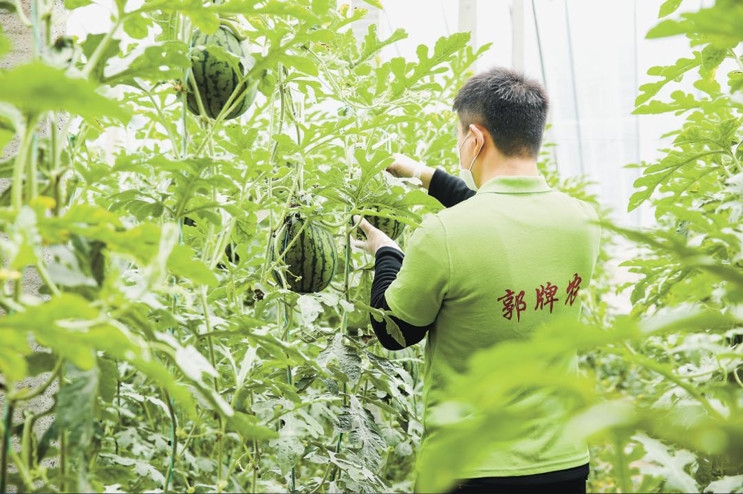 农民种植西瓜致富_致富西瓜种植农民视频_致富西瓜种植农民图片