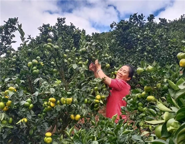 靠什么种植致富_靠种植致富的农民_致富种植视频全集