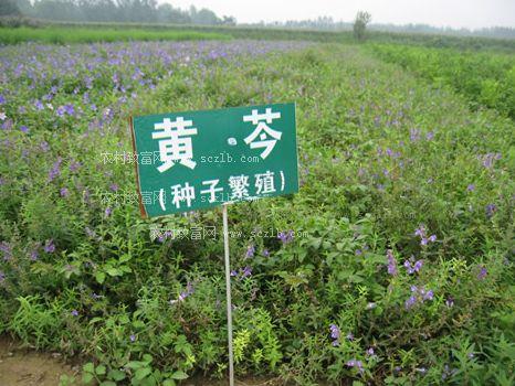 黄芪种植技术方法_黄芪怎样种植及视频_黄芪如何种植技术