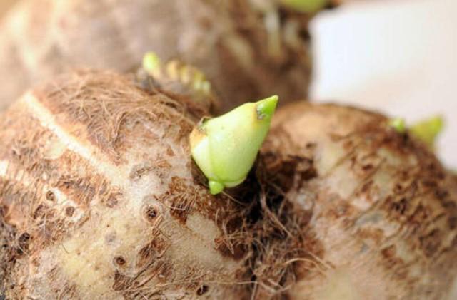 怎样种植芋头产量高视频_芋头高产栽培技术视频_芋头高产种植技术视频