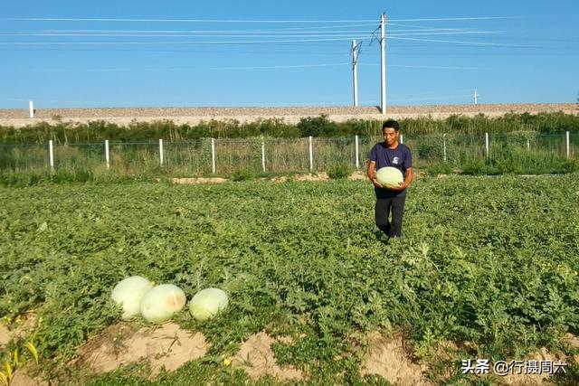 致富经西瓜种植全视频_农民种植西瓜致富_致富西瓜种植农民图片