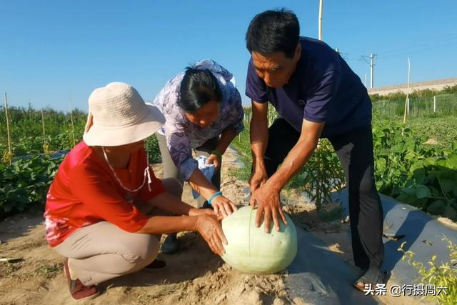 致富西瓜种植农民图片_致富经西瓜种植全视频_农民种植西瓜致富