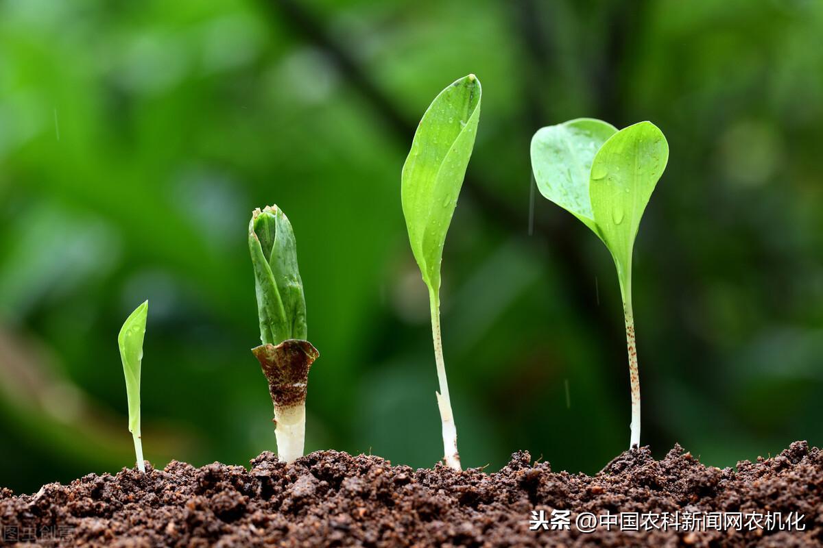 黄芪怎样种植及视频_黄芪种植技术方法_黄芪种植方法技术视频