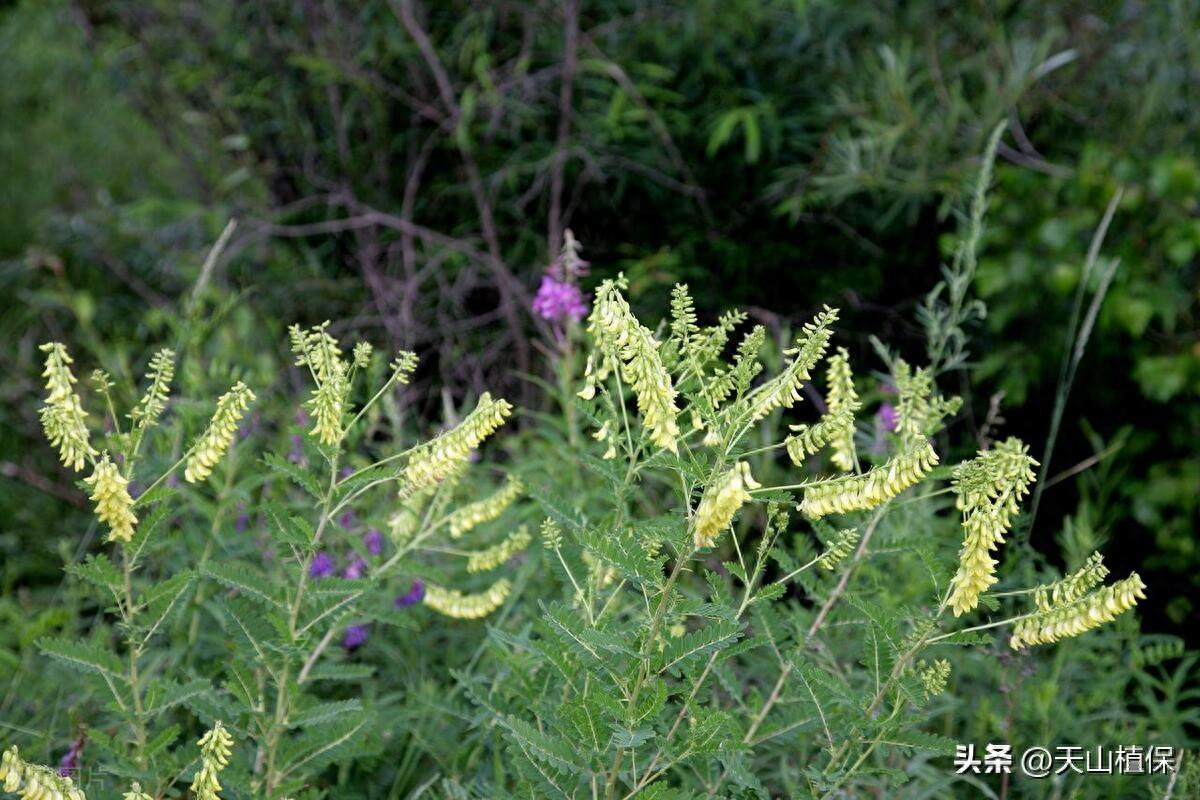 黄芪种植条件和方法