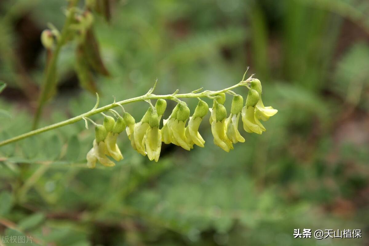 黄芪种植技术方法_黄芪怎样种植及视频_黄芪如何种植技术