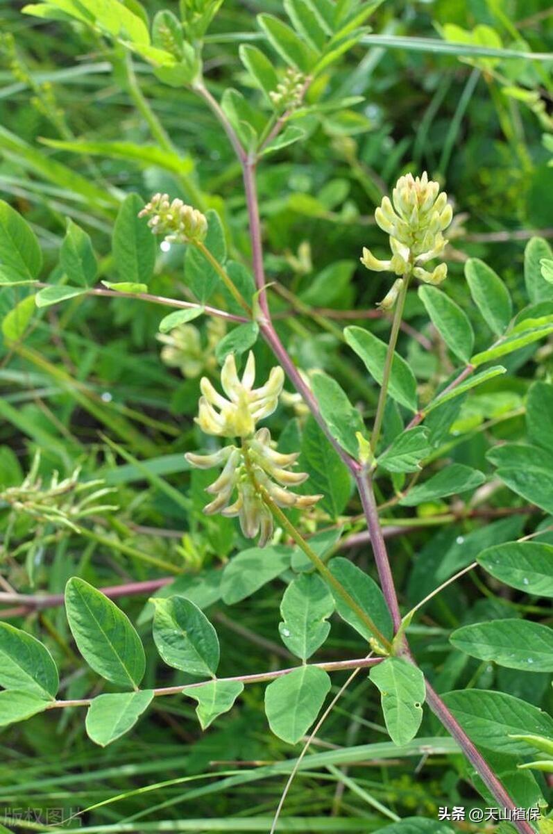 黄芪种植技术方法_黄芪如何种植技术_黄芪怎样种植及视频