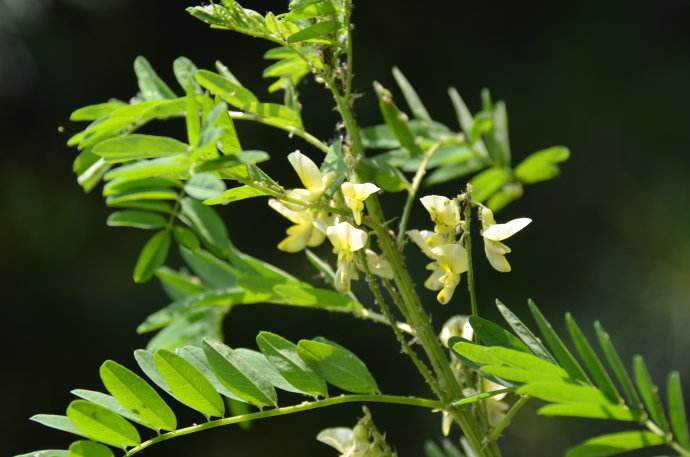 黄芪种植技术方法_黄芪种植方法技术与管理_黄芪种植方法技术视频