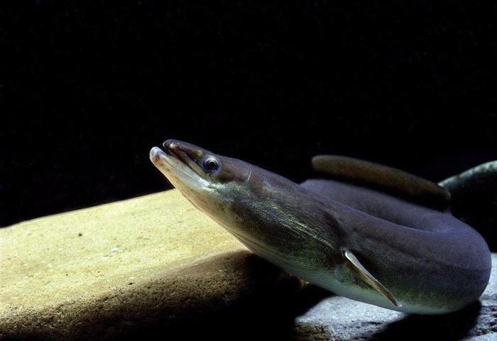 淡水养殖鳗鱼技术要点_淡水养殖鳗鱼技术要求_鳗鱼淡水 养殖技术