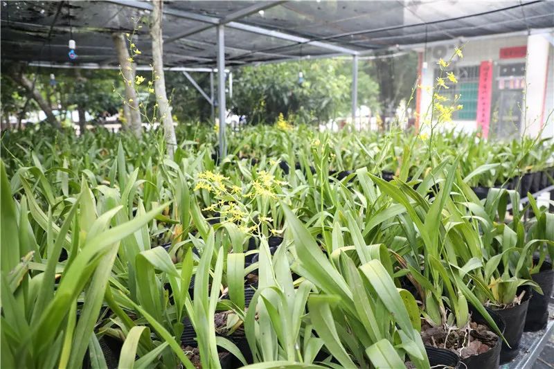 种植豆角致富盖房_致富种植盖房豆角怎么种_农村种豆角