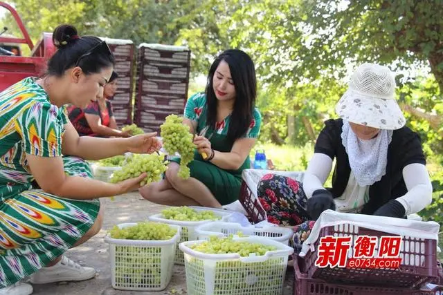 新疆租地种植致富_在新疆租地多少钱一亩_新疆种地挣钱