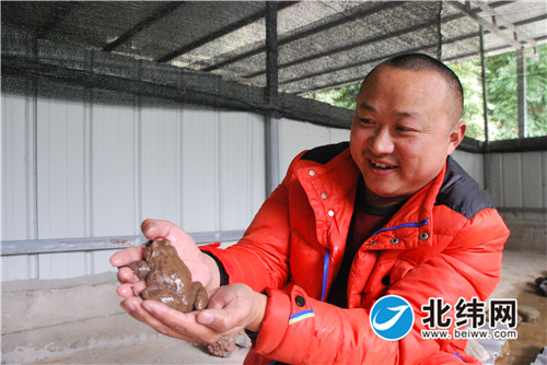 小石蛙大财富 特色养殖有前途 宝兴县大溪乡曹家村引进石蛙养殖产业