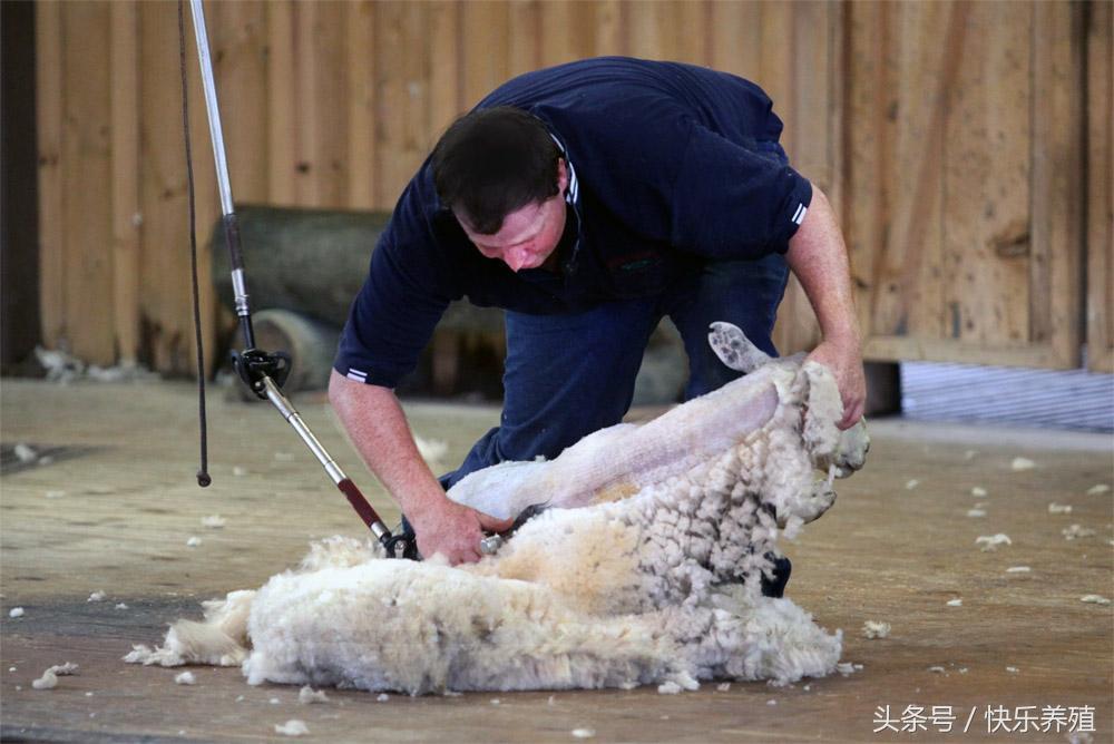 澳洲白绵羊养殖基地_农广天地澳洲白绵羊养殖视频_大姐养殖澳洲白绵羊致富