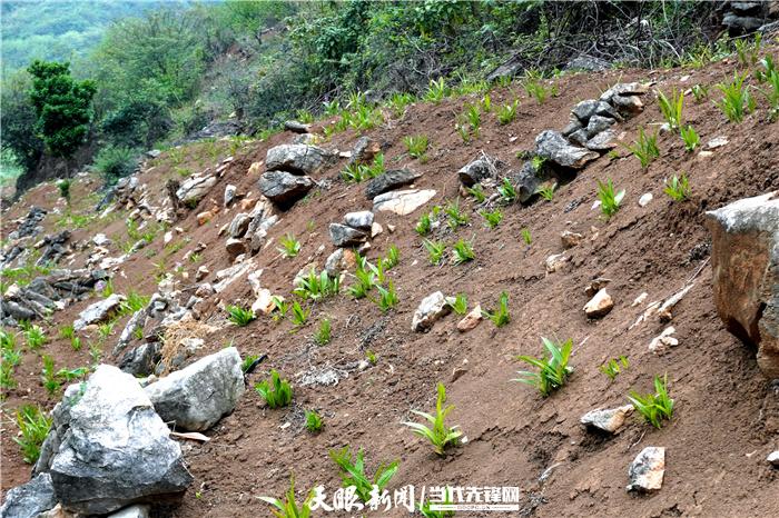 致富药材种植白芨图片_中药材种植白芨_致富经种植药材白芨