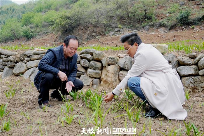 中药材种植白芨_致富药材种植白芨图片_致富经种植药材白芨