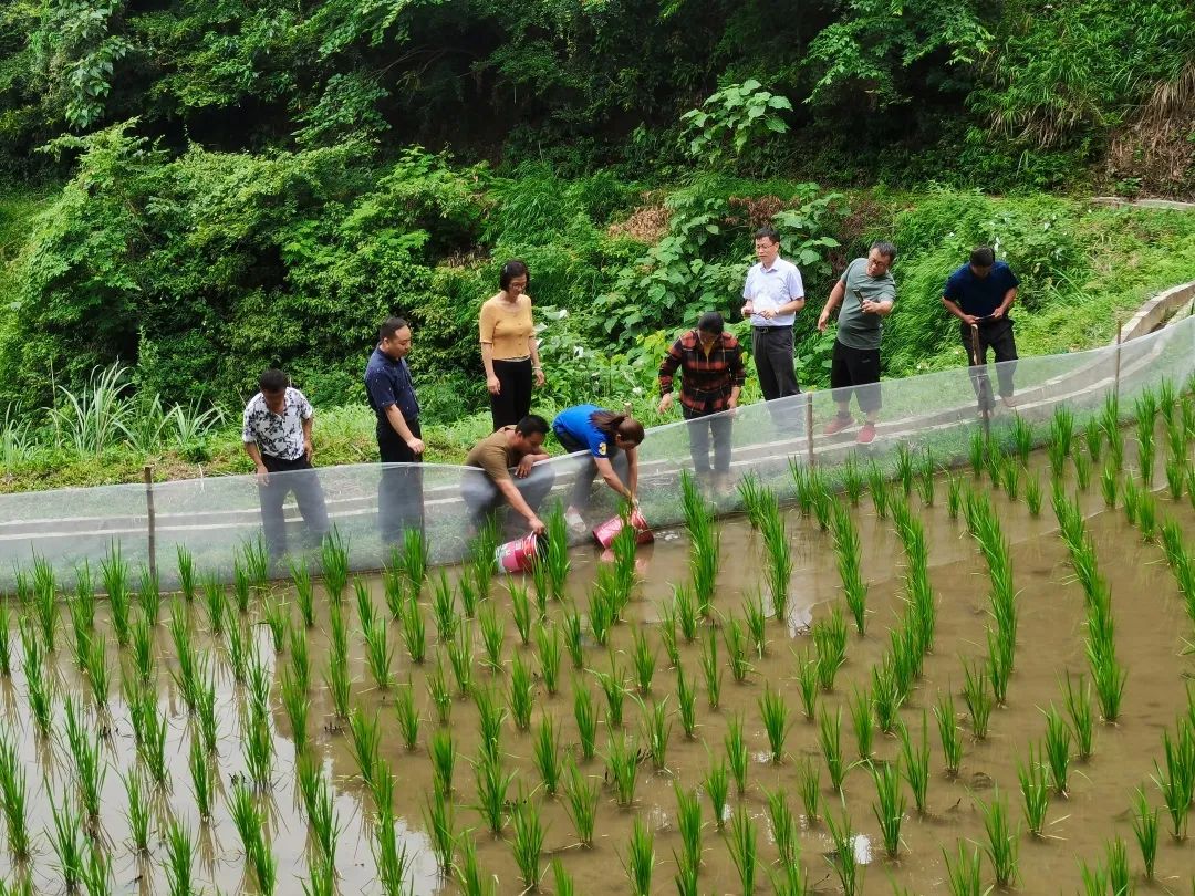 养殖泥鳅富豪_泥鳅养殖致富的人_养殖泥鳅挣钱吗