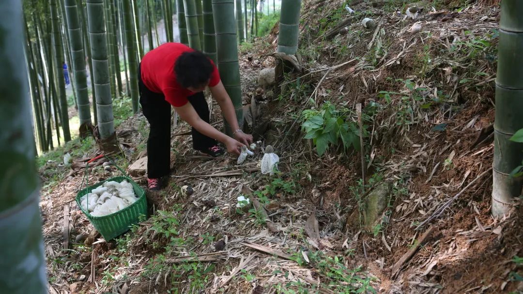 种植山东竹荪技术视频_竹荪种植视频_山东竹荪种植技术