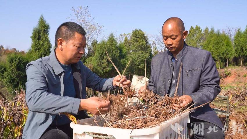 致富经种植药材白芨_致富药材种植白芨怎么样_种植白芨致富项目