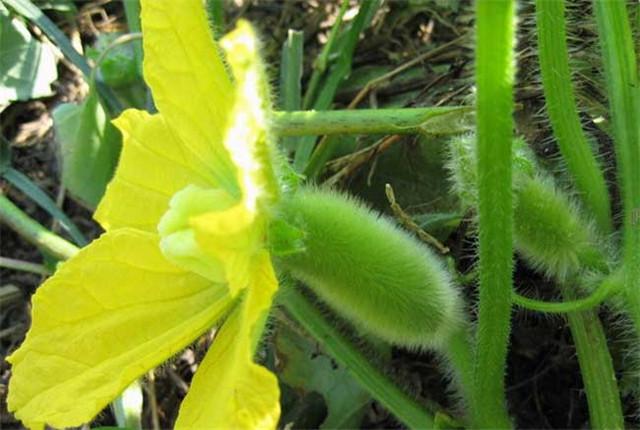 冬瓜苗种植技术_苗冬瓜种植技术视频_冬瓜苗的种植方法