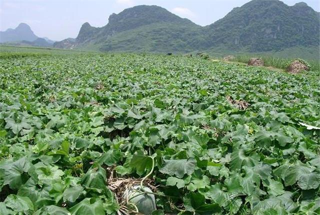 冬瓜苗的种植方法_冬瓜苗种植技术_苗冬瓜种植技术视频