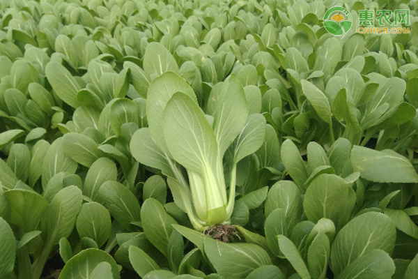 农业蔬菜种植技术_关于蔬菜的种植技术_蔬菜种植技术与管理