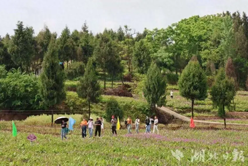 致富经种植药材白芨_致富药材种植白芨怎么样_种植白芨致富项目