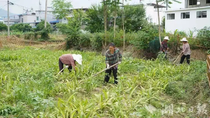 致富经种植药材白芨_种植白芨致富项目_致富药材种植白芨怎么样