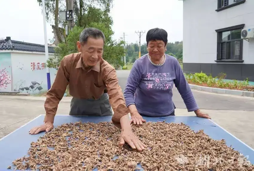 致富药材种植白芨怎么样_致富经种植药材白芨_种植白芨致富项目