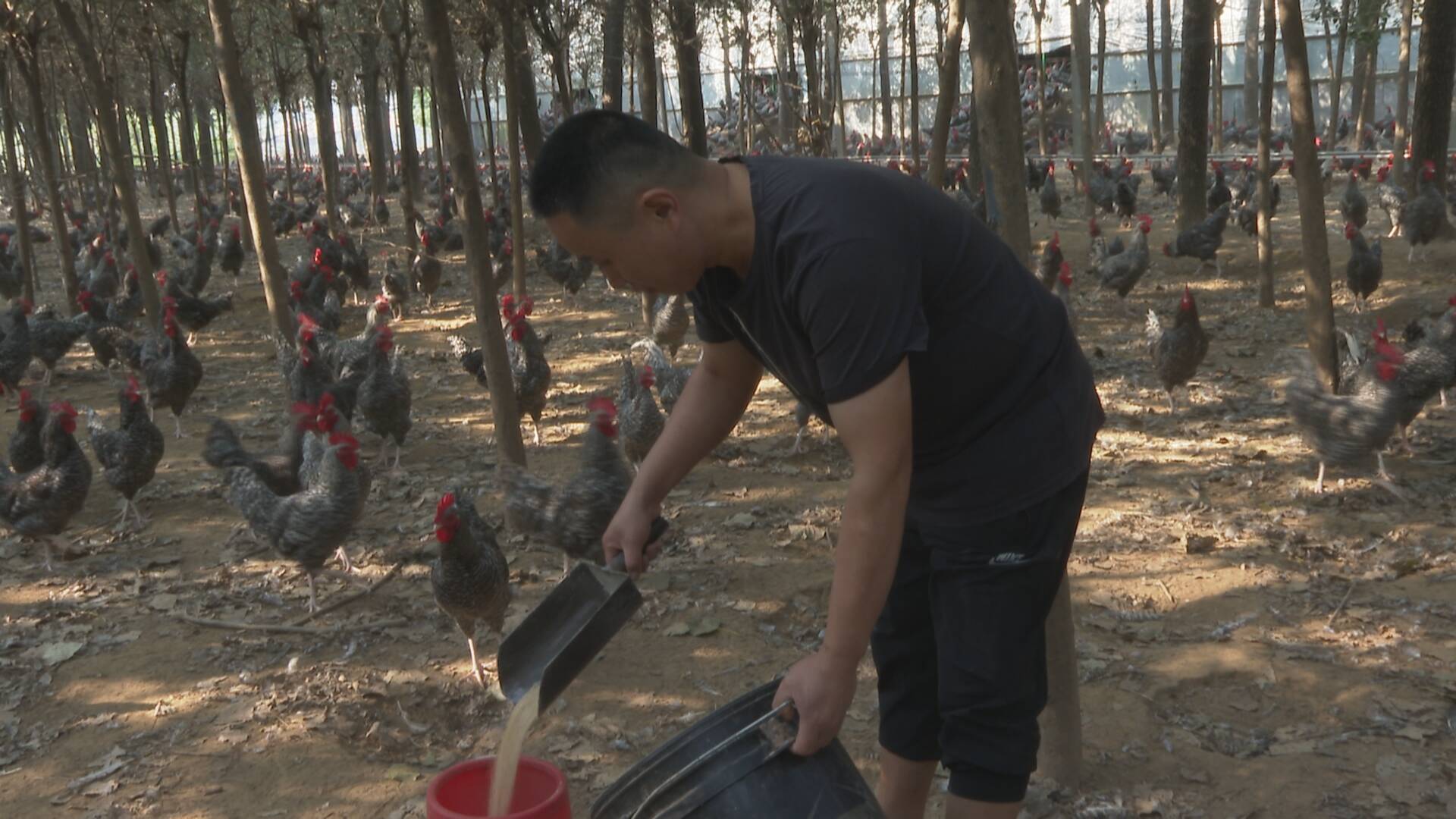 养芦花鸡挣钱吗_芦花鸡养殖技术视频_芦花鸡养殖视频致富经