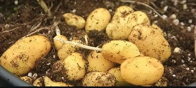 土豆种植技术与管理方法_土豆的种植技术_麦肯土豆种植技术