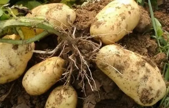 土豆种植技术与管理方法_麦肯土豆种植技术_土豆的种植技术