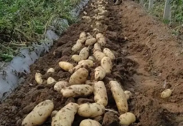 麦肯土豆种植技术_土豆种植技术与管理方法_土豆的种植技术