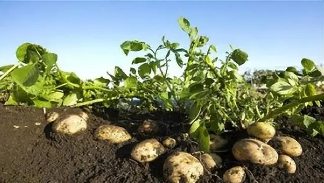 麦肯土豆种植技术_土豆的种植技术_土豆种植技术与管理方法