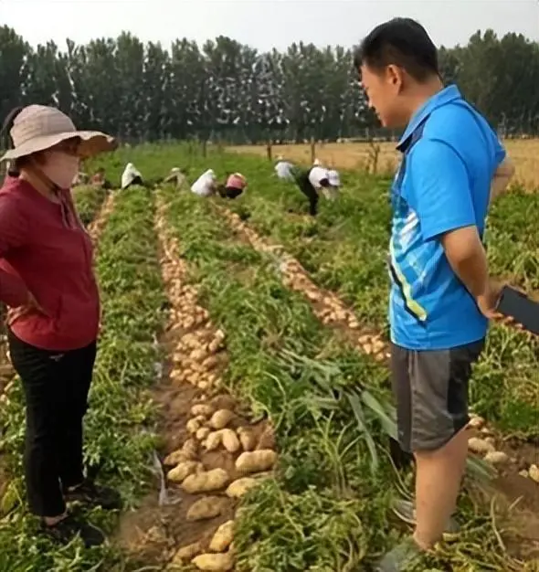 麦肯土豆种植技术_土豆种植技术与管理方法_土豆的种植技术