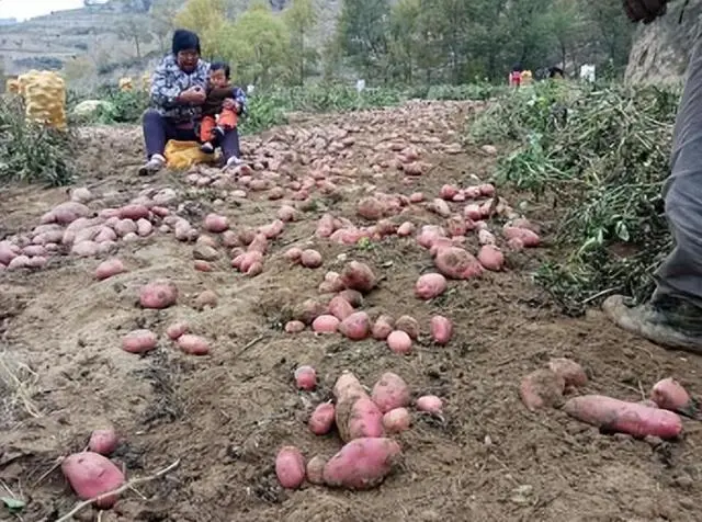 麦肯土豆种植技术_土豆种植技术与管理方法_土豆的种植技术