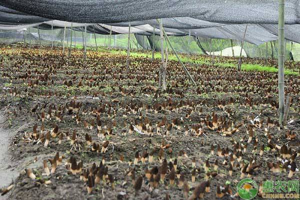 种羊肚菌视频_羊肚菌种植专利_国外种植羊肚菌技术