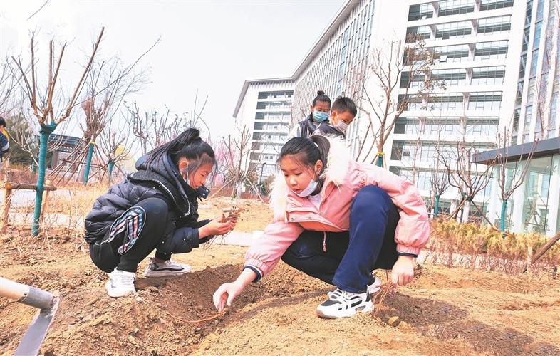 中药材种植为乡村振兴添“良方”