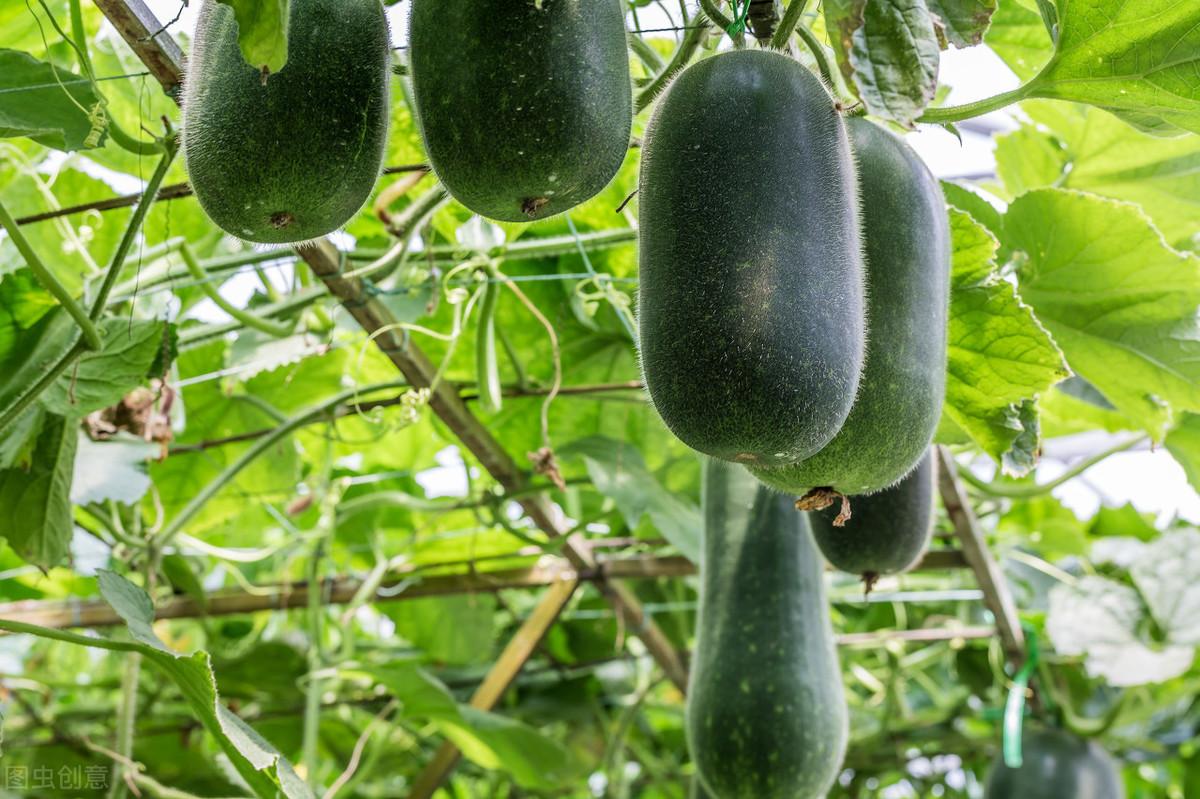 苗冬瓜种植技术与管理_冬瓜苗的种植方法_冬瓜苗种植技术