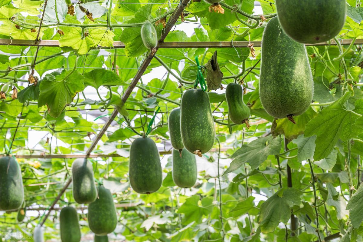 冬瓜苗的种植方法_冬瓜苗种植技术_苗冬瓜种植技术与管理