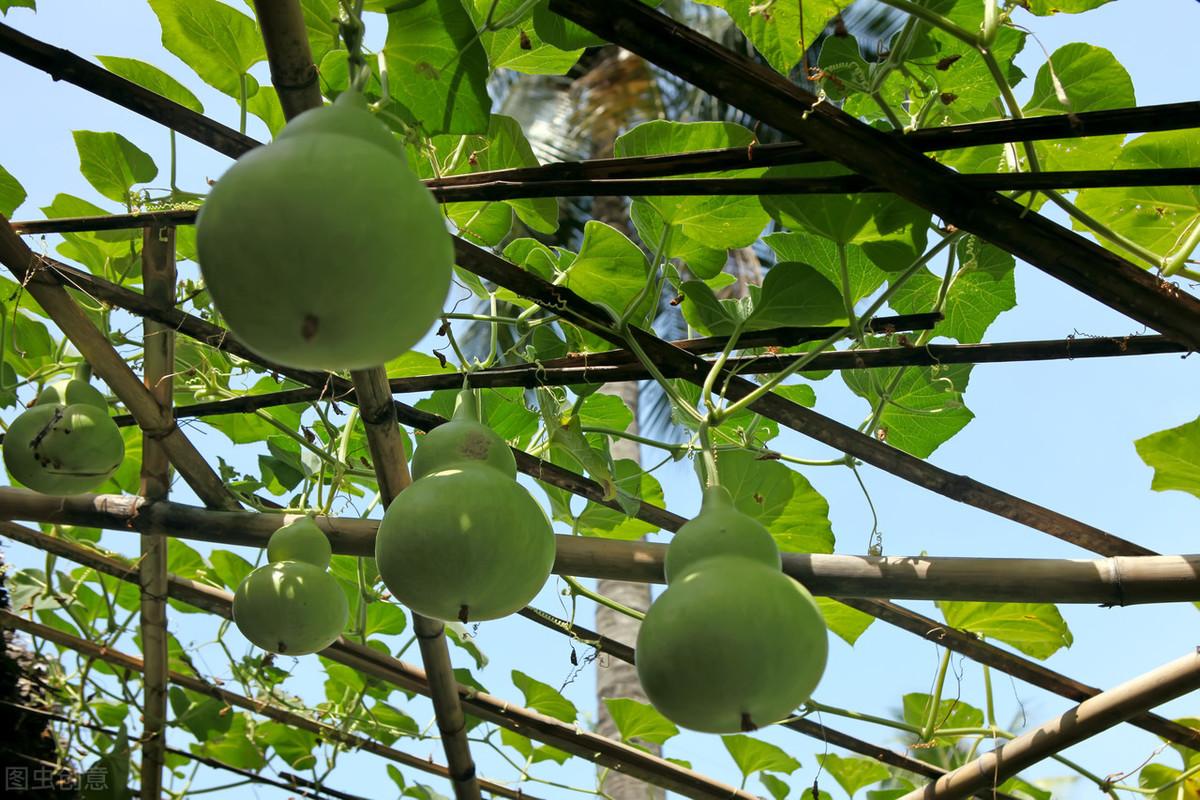 冬瓜苗种植技术_苗冬瓜种植技术与管理_冬瓜苗的种植方法