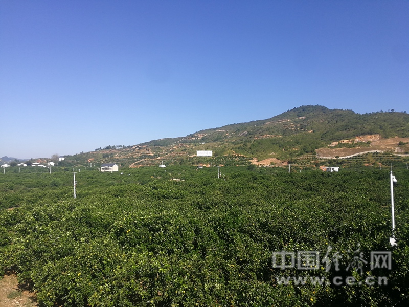 脐橙种植致富新闻_种植脐橙前景如何_新闻致富种植脐橙文案