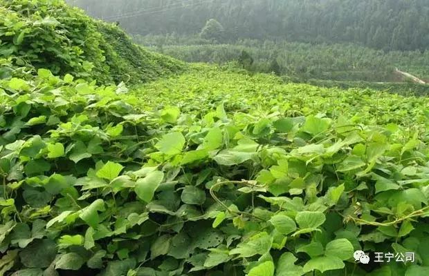 凉薯怎样种植技术_种植技术凉薯方法_凉薯的种植