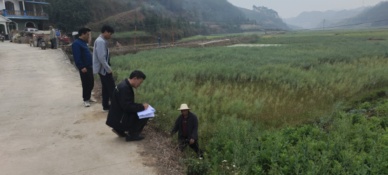 广东毛豆种植_湖北毛豆种植大户_广西种植毛豆致富