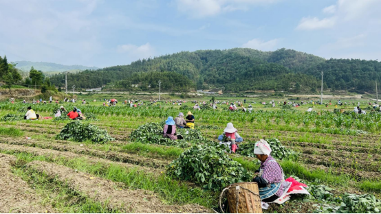 广东毛豆种植_湖北毛豆种植大户_广西种植毛豆致富