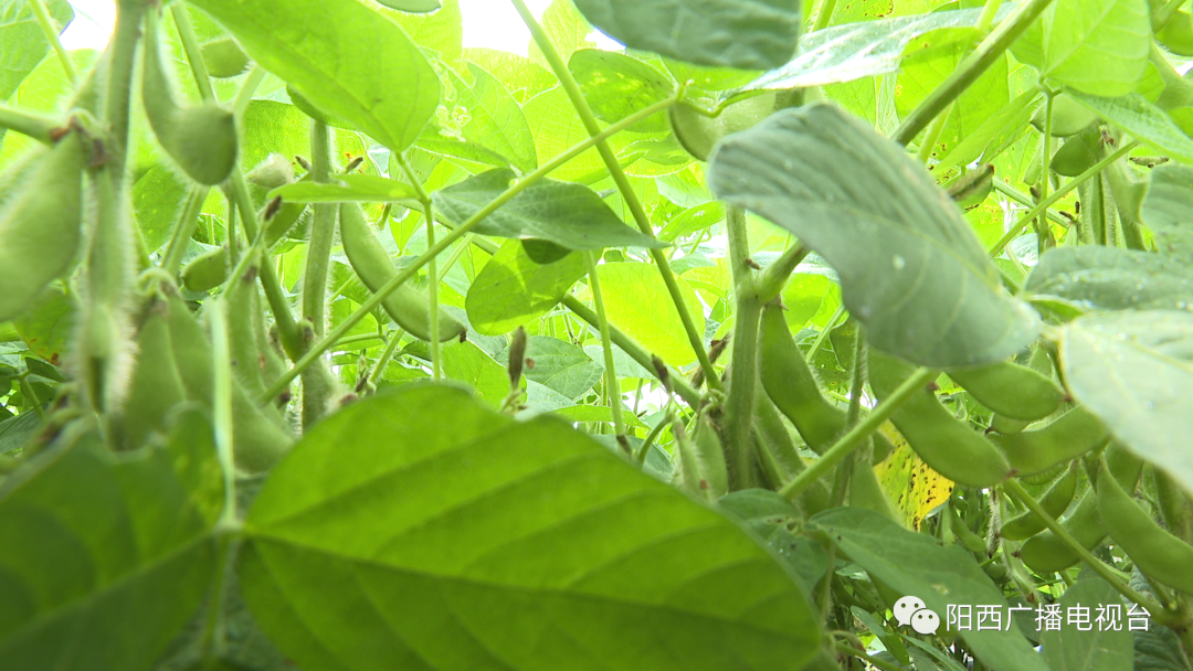 广西种植毛豆致富_广西毛豆种植基地_湖北毛豆种植大户