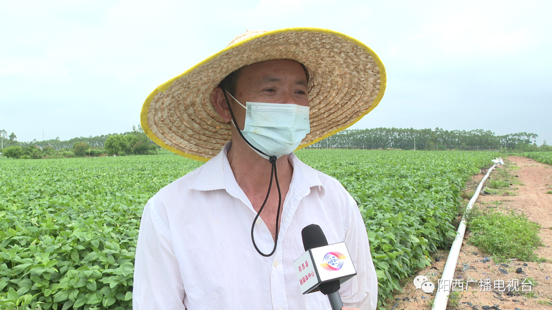 广西毛豆种植基地_湖北毛豆种植大户_广西种植毛豆致富