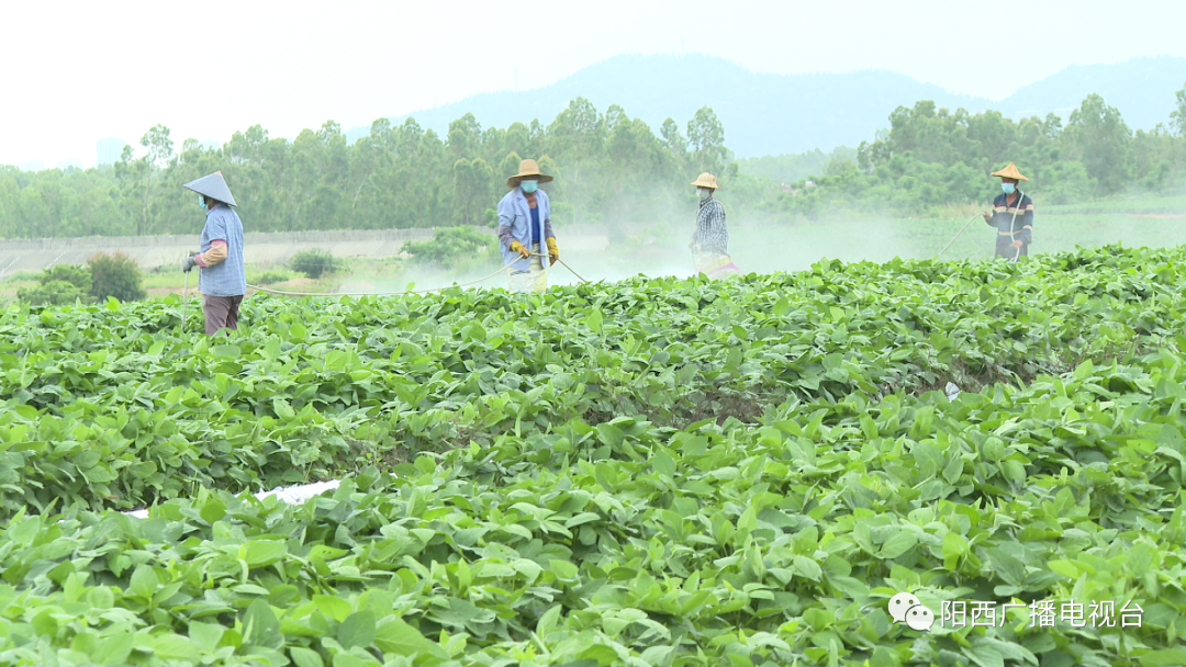 广西种植毛豆致富_湖北毛豆种植大户_广西毛豆种植基地