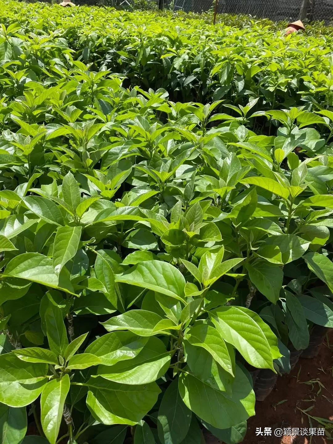 鳄梨种植技术_种植技术鳄梨的优缺点_种植技术鳄梨视频