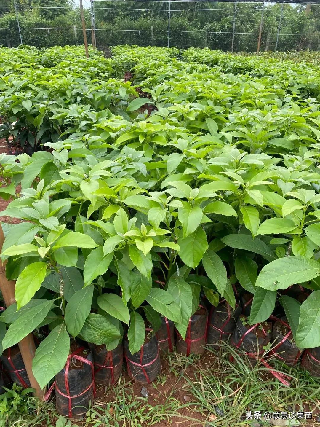 种植技术鳄梨视频_鳄梨种植技术_种植技术鳄梨的优缺点