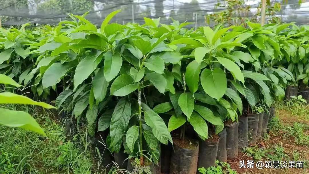 鳄梨种植技术_种植技术鳄梨的优缺点_种植技术鳄梨视频