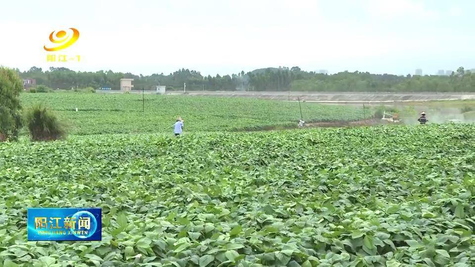 阳西：小小毛豆成致富“金豆豆”